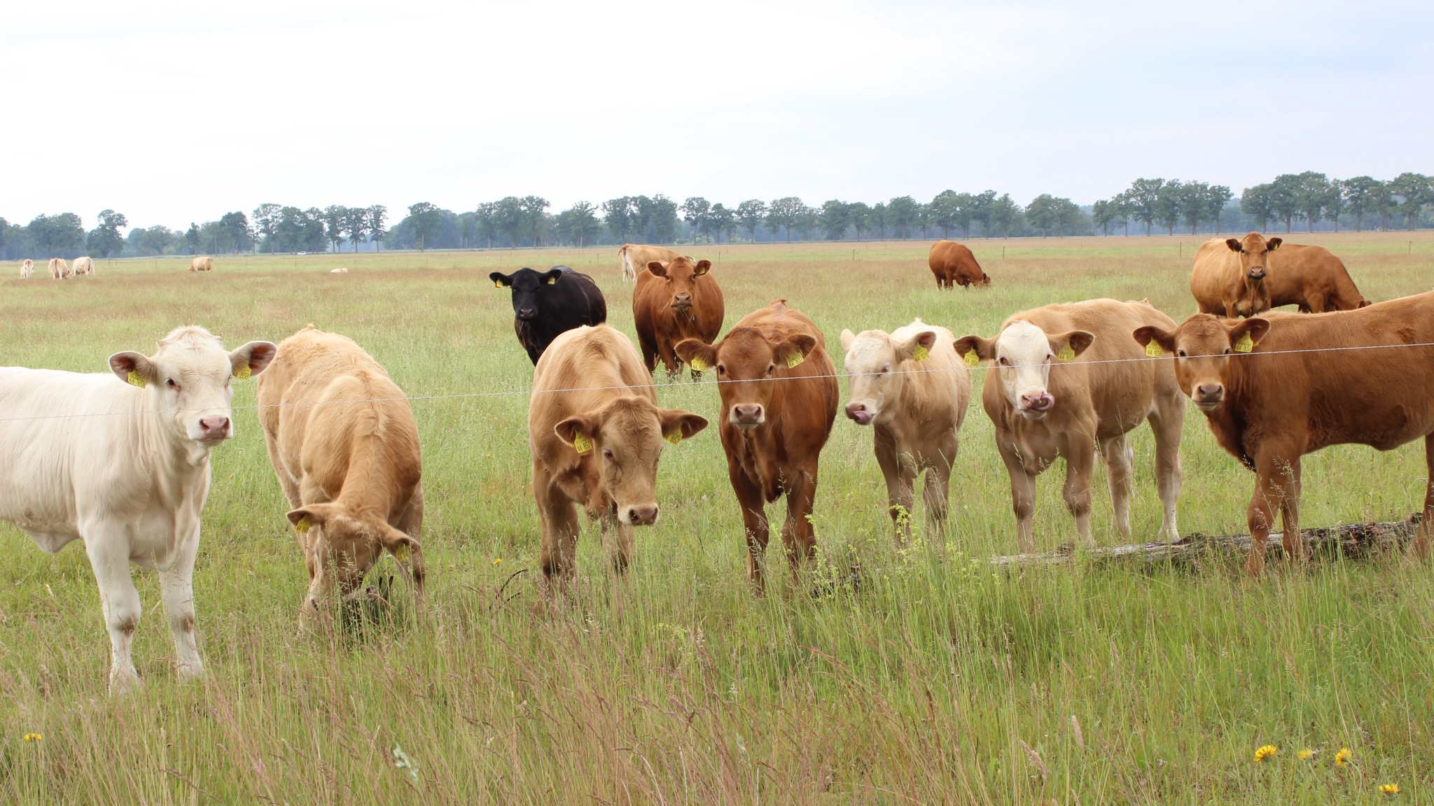 Biohof Sonnenberg cattle in pasture