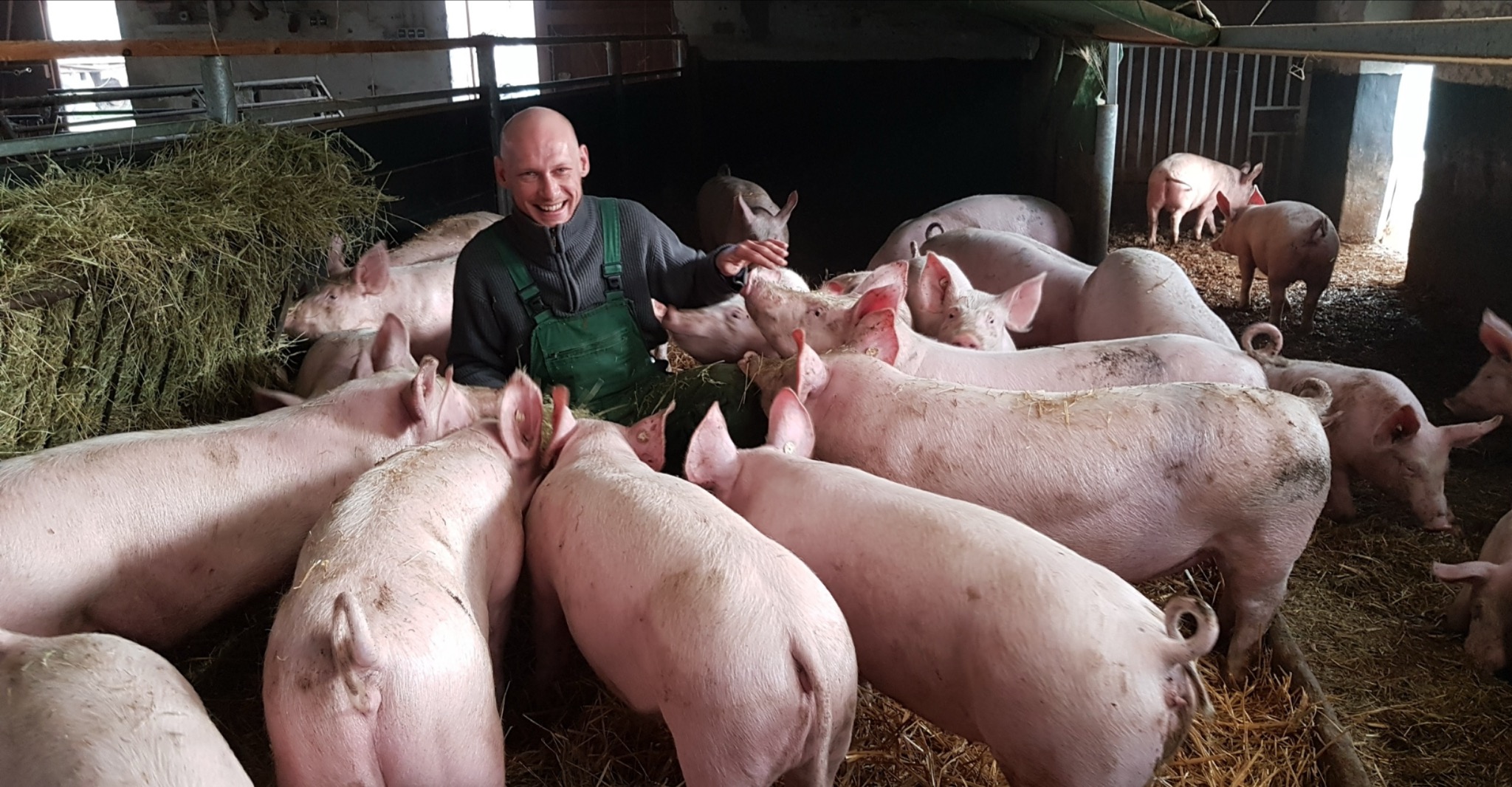Biohof Sonnenberg pigs