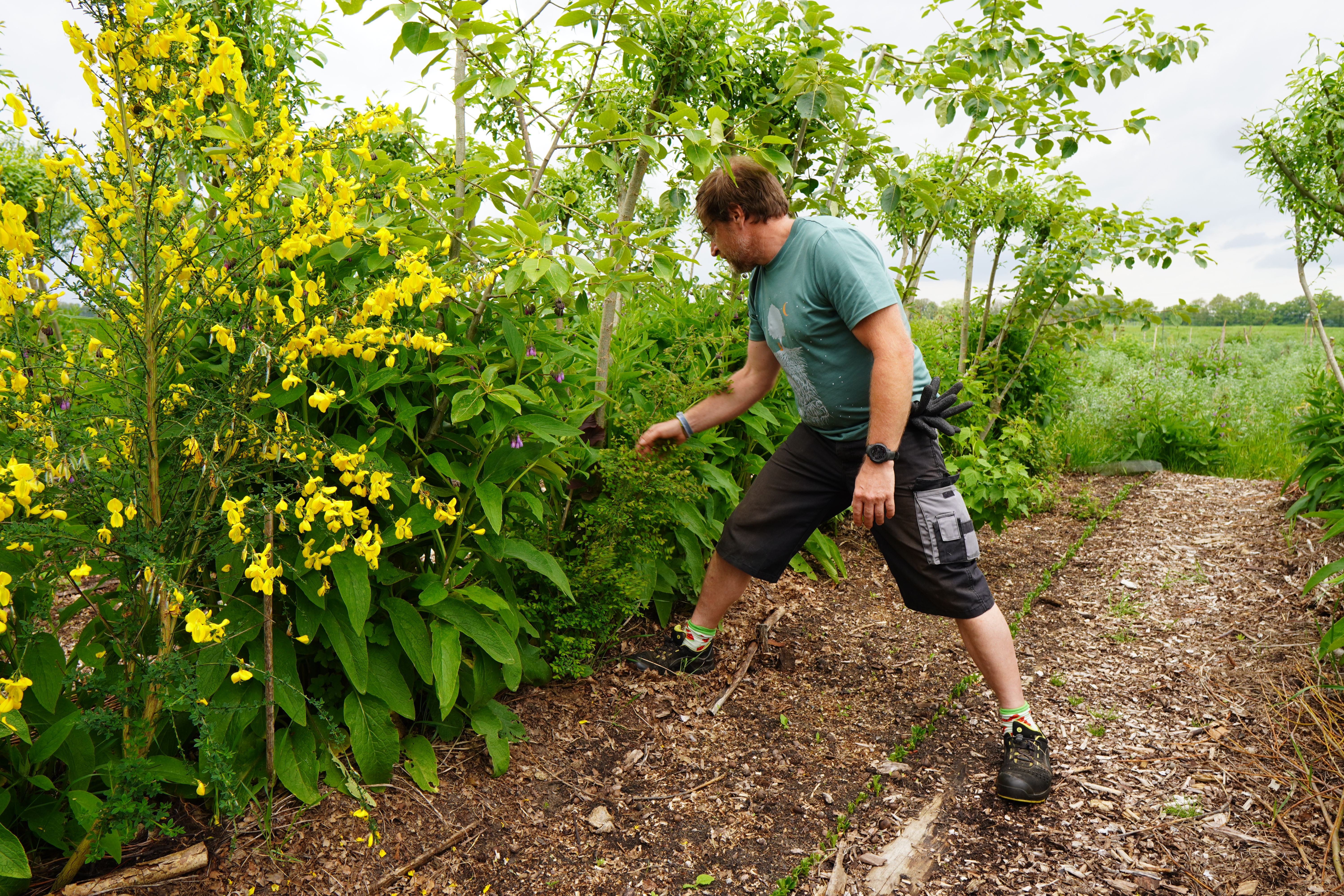 BaumFeldWerk tree nursery and agroforestry landscape