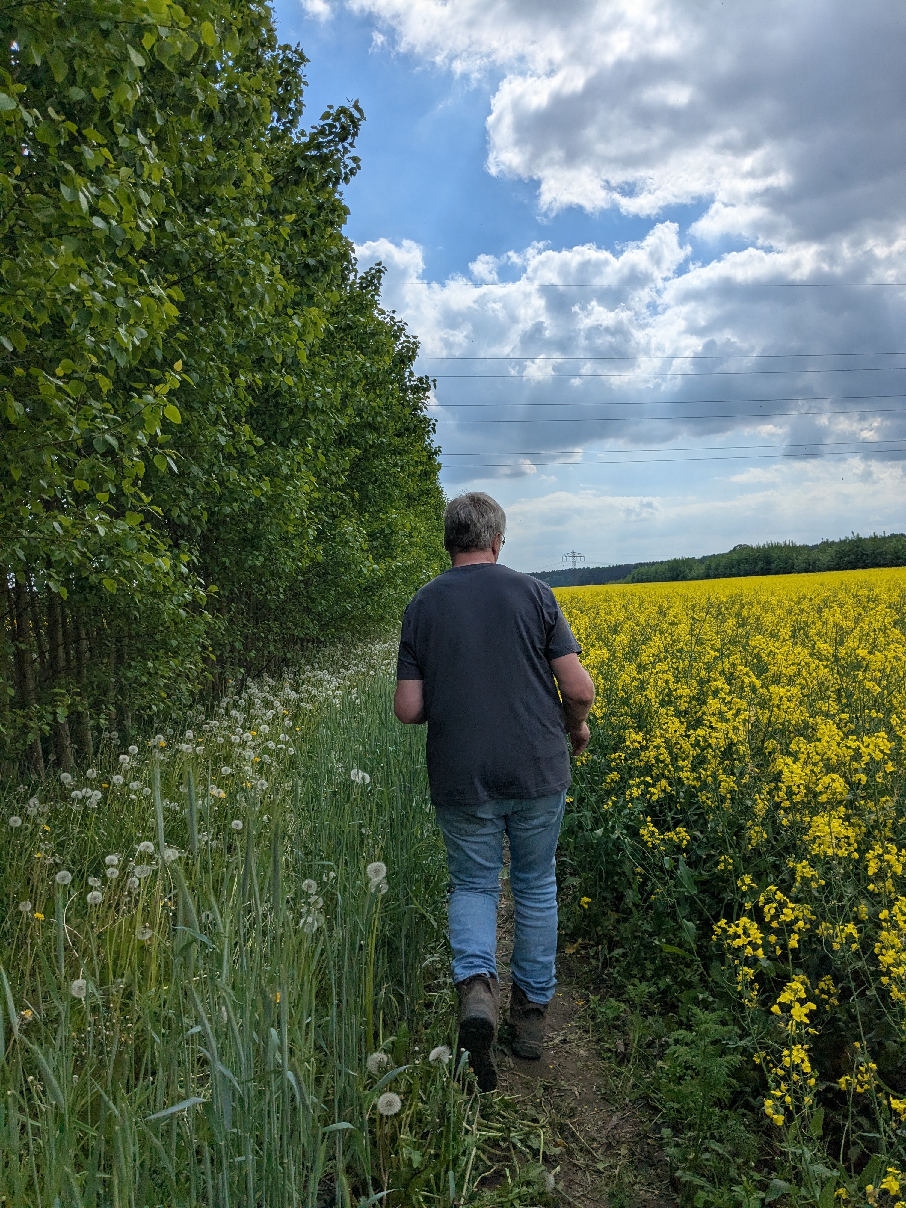 Hof Düpow agroforestry field