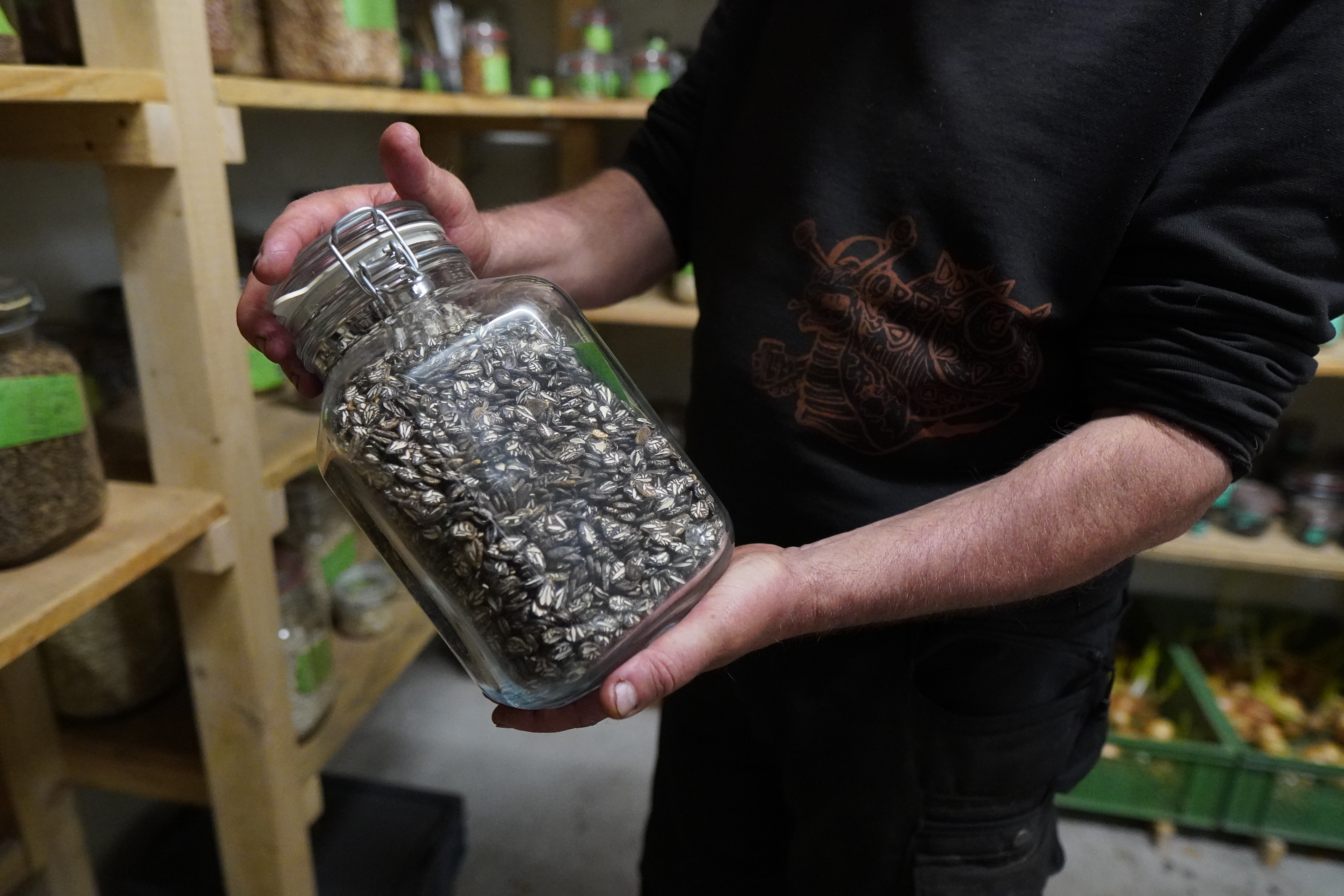 Keimzelle seeds